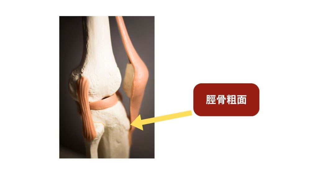 脛骨粗面を示した図説