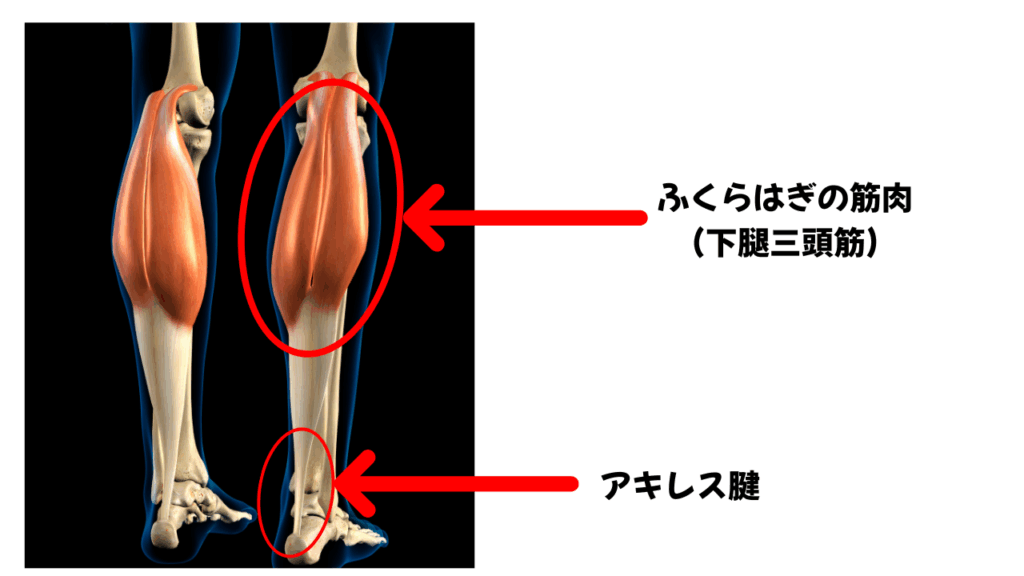 シーバー病の原因となるふくらはぎの筋肉(下腿三頭筋)とアキレス腱を解説