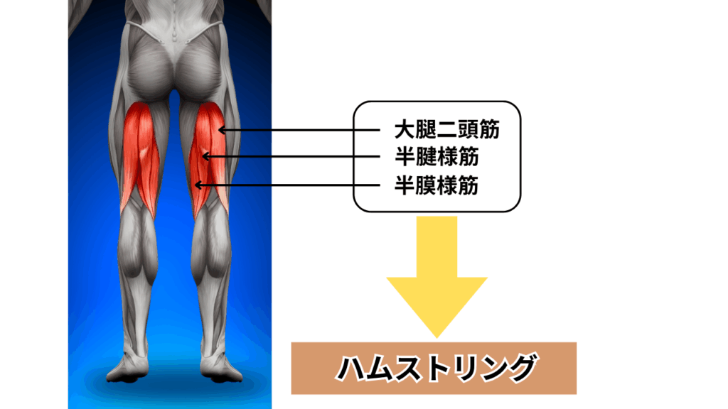 ハムストリングの説明(大腿二頭筋、半腱様筋、半膜様筋)