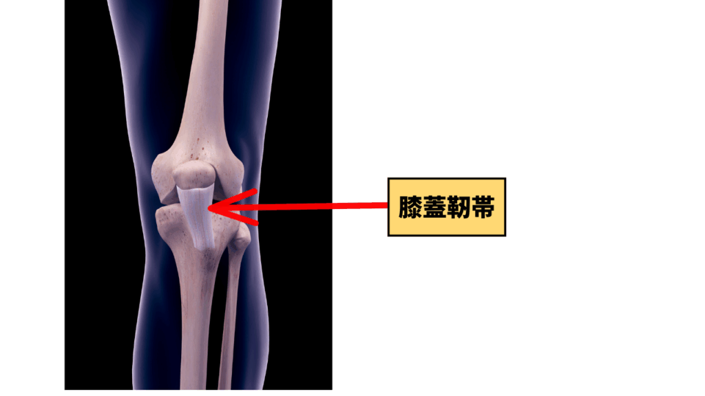 膝蓋靭帯の説明