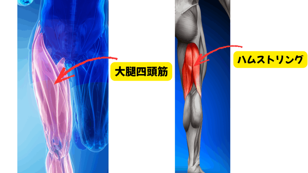 大腿四頭筋とハムストリングスの説明