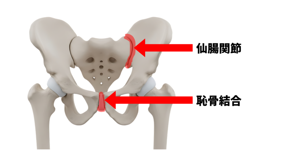 仙腸関節と恥骨結合を模型で記す