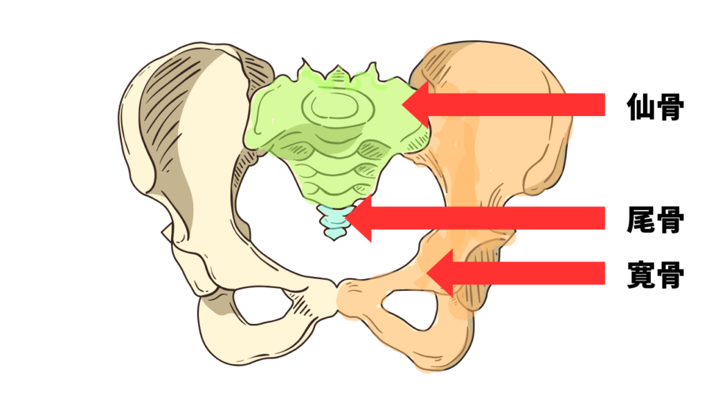 骨盤の骨を解説(仙骨 尾骨 寛骨)