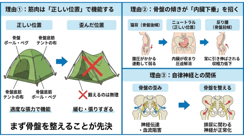 尿漏れと頻尿に骨盤矯正が必要な理由を説明したイラスト