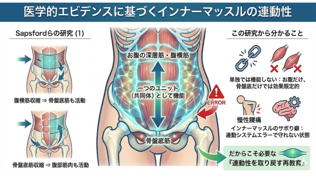 インナーマッスルの連動性を医学的根拠に基づいて解説したイラスト